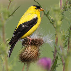American Goldfinch, Finches, Passerines, birds