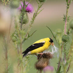 American Goldfinch, Finches, Passerines, birds