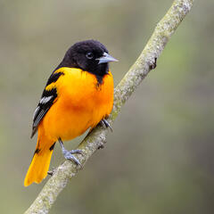 Baltimore Oriole, Kalamazoo, backyard, bird, wildlife
