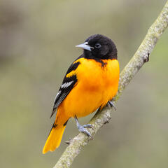 Baltimore Oriole, Kalamazoo, backyard, bird, wildlife