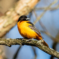 Baltimore Oriole, Kalamazoo, Michigan, backyard, bird, wildlife