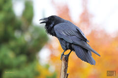 Raven Calling