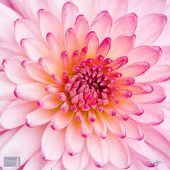 Chrysanthemum Close-Up
