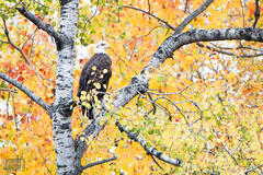 Fall Aspen Eagle