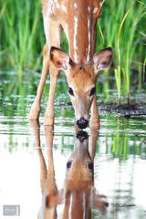 Fawn Reflection