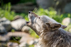 Howling Good Time
