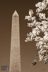 Monumental Cherry Blossoms