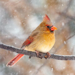 Cardinal, Cardinalis cardinalis, Northern Cardinal, Snow, State Bird of Virginia, Virginia, backyard, bird, birding, birds, bunting...