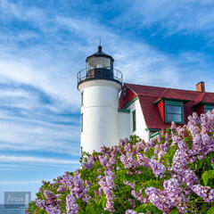 Benzie, Benzie County, Great Lakes, Lake Michigan, Point Betsie Lighthouse, Pure Michigan, blooming, blossom, blue, brick, destination...