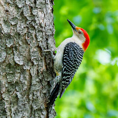 Red Bellied Woodpecker, back yard, backyard, birds, red-bellied woodpecker, tree, wildlife, woodpecker