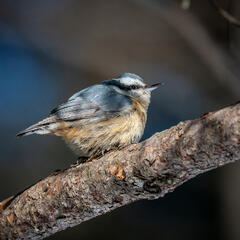 Chippewa County, Michigan, Red-breasted Nuthatch, UP, Upper Peninsula, bird, birds, nuthatch, wildlife, winter