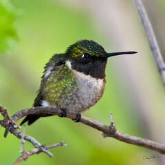 Archilochus colubris, Hummingbird, Michigan, Ruby, Ruby-throated Hummingbird, beak, bird, green, male, red, small, tiny, wildlife...