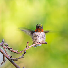 Benzie, Benzie County, Hummingbird, Michigan, Ruby-throated Hummingbird, bird, hummer, male, wildlife