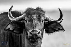 Cape Buffalo Portrait