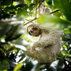 Peek-A-Boo Sloth