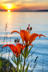 Wood Lilies at Sunset