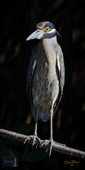 Costa Rica, Crowned, Nyctanassa violacea, Playa Nicuesa Rainforest Lodge, Yellow-crowned Night Heron, bird, heron, night, wildlife...