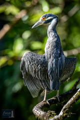 Costa Rica, Crowned, Nyctanassa violacea, Playa Nicuesa Rainforest Lodge, Yellow-crowned Night Heron, bird, heron, night, wildlife...