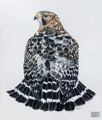 Portrait of a Red-Shouldered Hawk