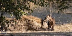Spotted Hyena Cub bites Momma's Ear