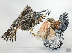 The Challenger (Juvenile and Adult Red-Shouldered Hawks)
