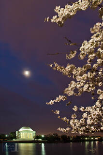 Moon and Cherry Blossoms at the Jefferson Memorial