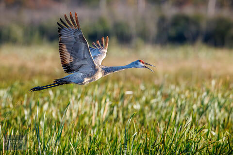 2024-Arcadia Marsh