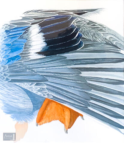 Original watercolor painting of details of the feathers of a Northern Shoveler duck stretching.
