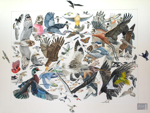 Original watercolor painting of numerous birds and other flying animals in flight.