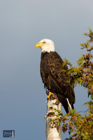 Bald Eagle on M22