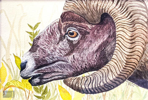 Original watercolor painting of a Bighorn Sheep head.