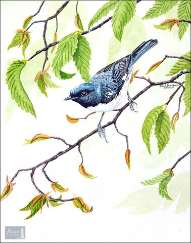 Original watercolor painting of a Black-throated Blue warbler songbird.