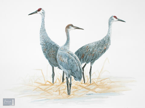 Original watercolor painting of a Sandhill Crane family.