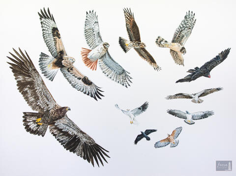 Original watercolor painting of a number of raptors and other birds in flight.
