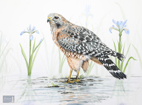 Original watercolor painting of a Red-shouldered Hawk and iris flowers.