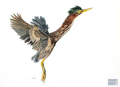 Original watercolor painting of a Green Heron bird taking off.