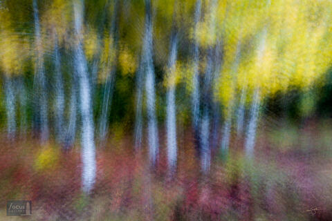 Impressionistic photograph of fall colors at Seven Bridges Nature Area, Kalkaska County, Michigan.