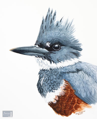 Original watercolor painting of the detail of a Belted Kingfisher's head.