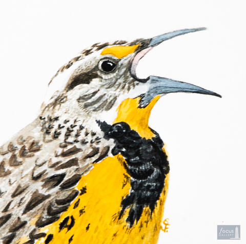Original watercolor painting close-up of an Eastern Meadowlark bird singing.