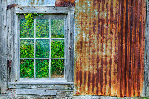 Photograph of green plants taking over an old weathered barn building.