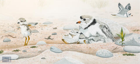 Original watercolor painting of a Piping Plover family with two adults and two chicks on sand and rocks.