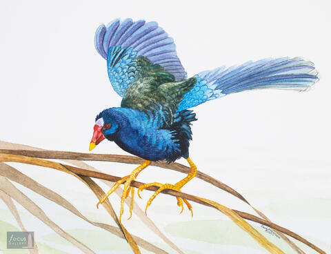 Original watercolor painting of a Purple Gallinule bird with its wings stretched out.