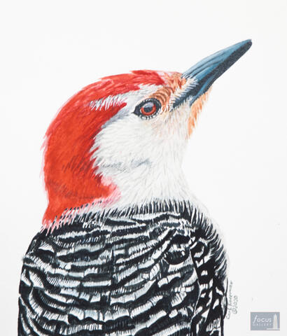 Original watercolor painting of the detail of a Red-bellied Woodpecker.