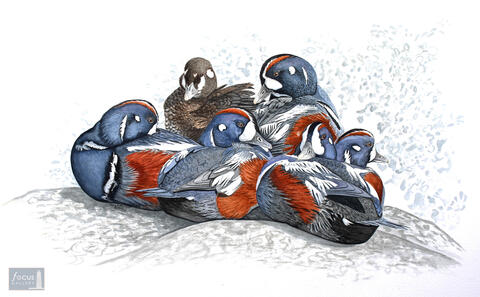 Original watercolor painting of a group of Harlequin Ducks sitting together.