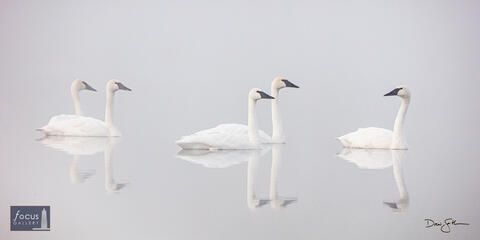Trumpeter Swan Greeting Party