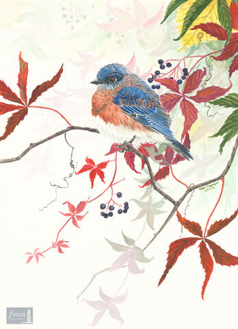 Original watercolor painting of an Eastern Bluebird in Virginia Creeper.