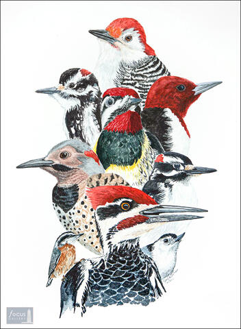 Watercolor collage of different kinds of woodpeckers.