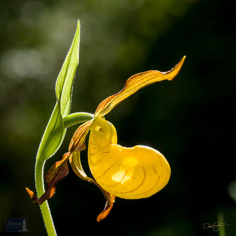 Yellow Lady's Slipper Orchid (Cypripedium parviflorum) blossom.