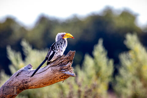 Zazu - Yellow-billed Hornbill