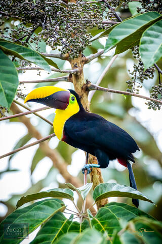Chestnut, Chestnut-mandibled Toucan, Costa Rica, Hotel Cristal Ballena, Mandibled, Ramphastos ambiguus, Ramphastos ambiguus swainsonii...